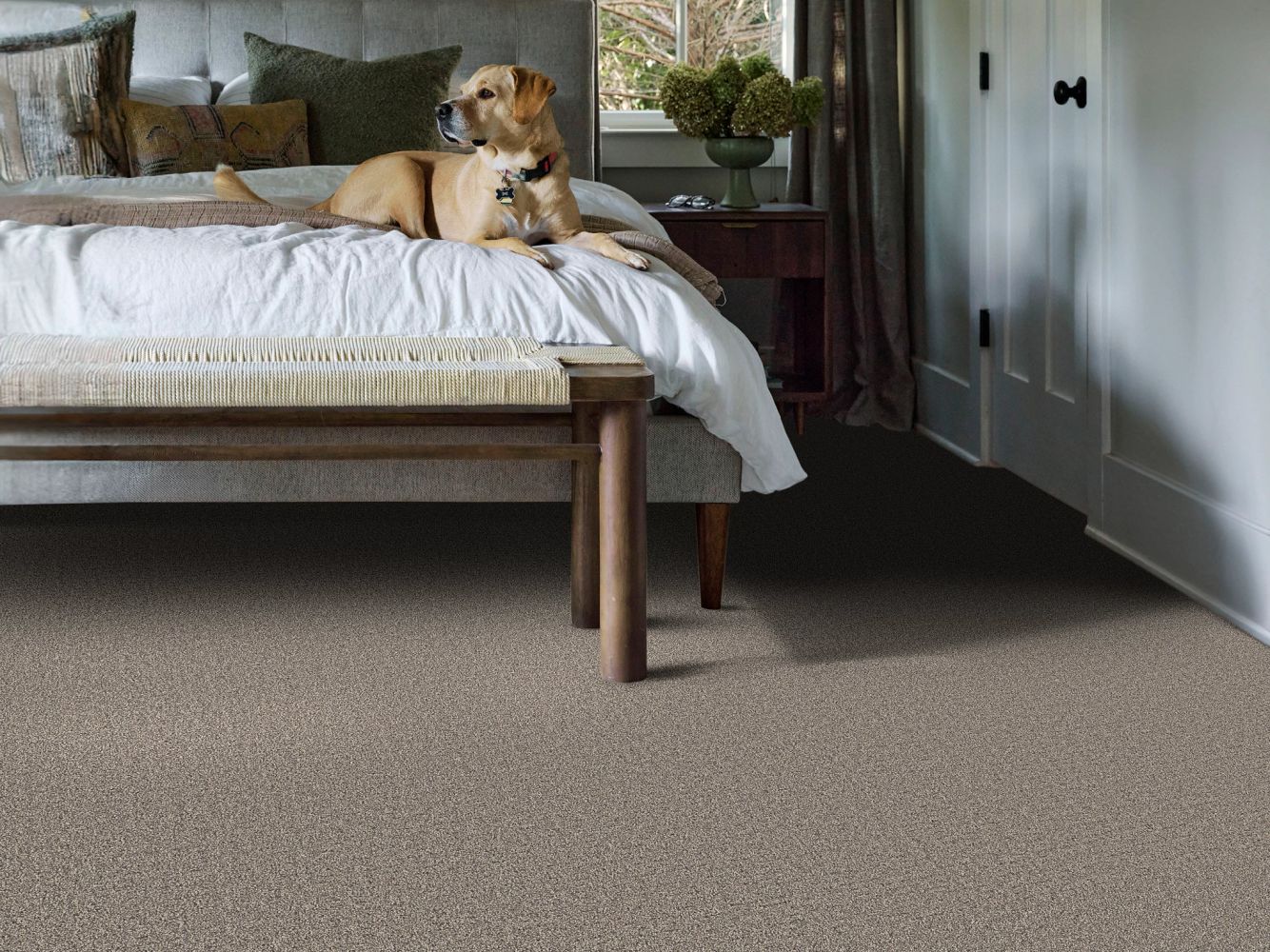 Shaw Floors Pet Perfect Plus Secret Journey Shadows 00524_5E875
