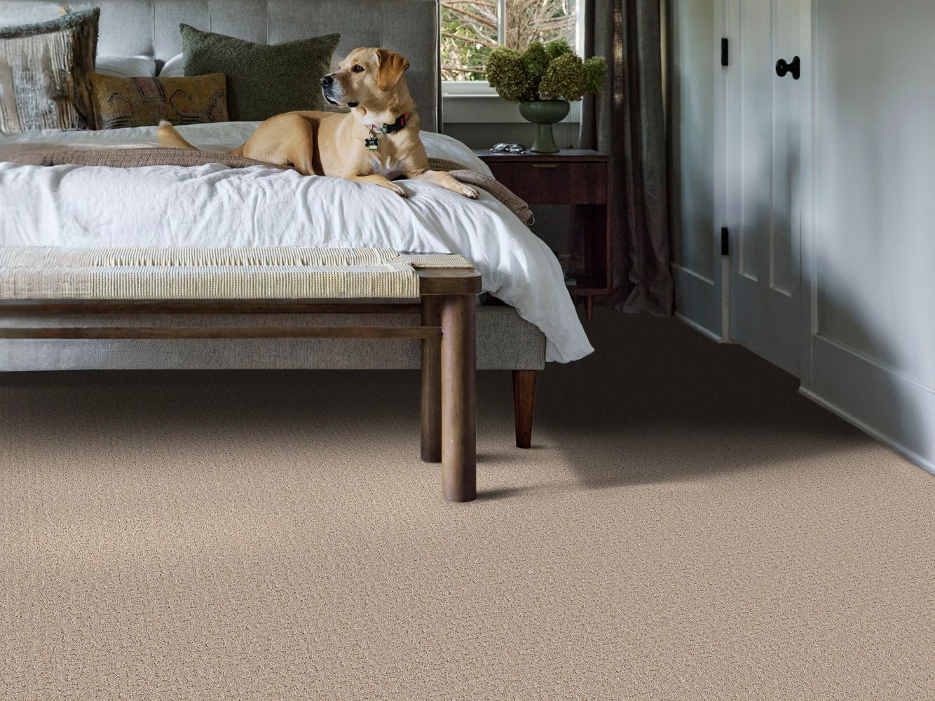 Shaw Floors Pet Perfect Plus Secret Journey Baja 00720_5E875