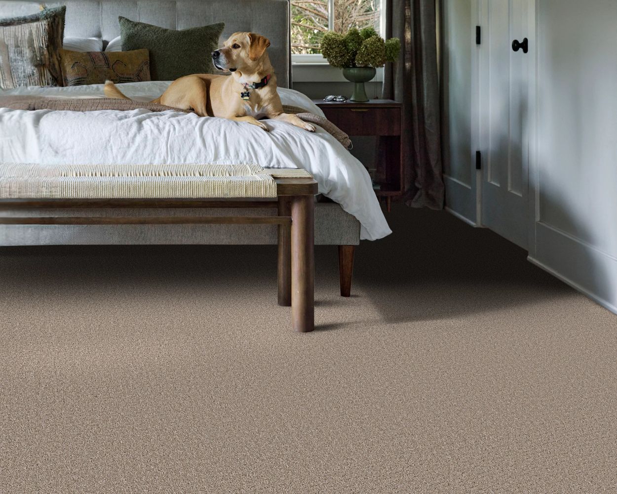 Shaw Floors Pet Perfect Plus Secret Journey Mocha 00721_5E875