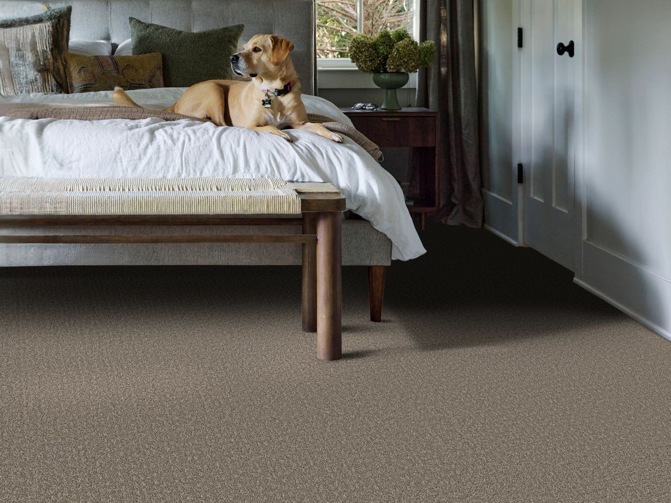Shaw Floors Pet Perfect Plus Secret Journey Hideaway 00722_5E875
