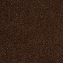 Shaw Floors Value Collections Sandy Hollow Cl III Net Coffee Bean 00711_5E511