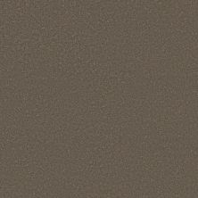 Shaw Floors PET PERFECT PLUS Blended Touch I Tweed 00734_5E885