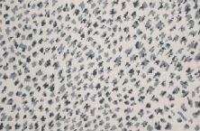 Rosecore Paxton Cheetah Bluestone PAXCH-30071-13-2-WV