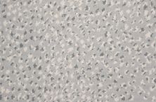 Rosecore Paxton Cheetah Dove Grey PAXCH-30074-13-2-WV