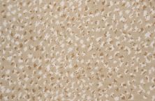 Rosecore Paxton Cheetah Suede PAXCH-30075-13-2-WV