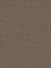 Dreamweaver Cape Cod Textured Cut Pile Cocoa 2540_550