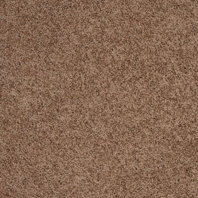 Shaw Floors Anso Colorwall Designer Twist Gold (s) Kodiak Bear 00710_EA090