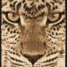 United Weavers Legends Leopard Face Multi 5'3" x 7'2" Collection