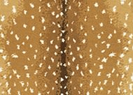 Couristan Cape Town Antelope CB79/0002