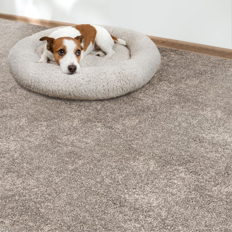 Shop Stanton Grail Mocha GRAL-23116-13-2-AB Carpet | Rayo Wholesale