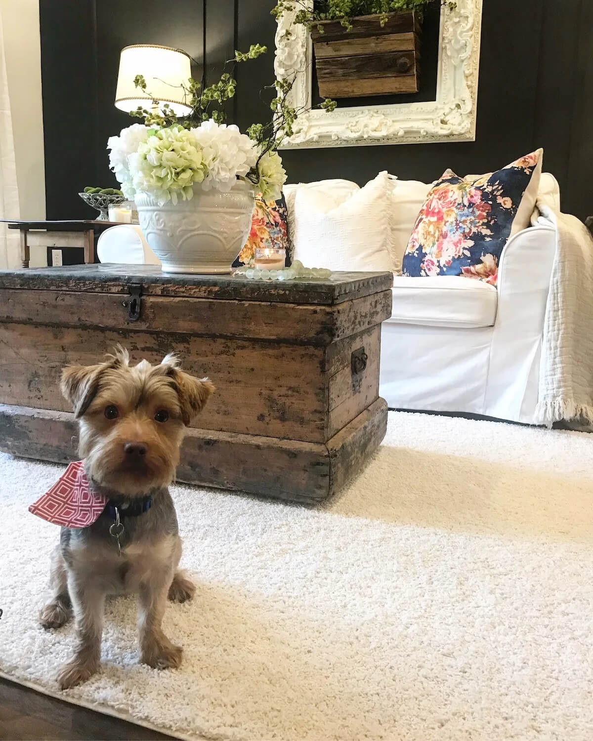 <a href='https://greatertennessee.com/flooring/flooring-101/carpet-101/why-i-chose-stylish-pet-friendly-carpet/' title='Why I Chose Stylish, Pet-Friendly Carpet'>Why I Chose Stylish, Pet-Friendly Carpet</a>